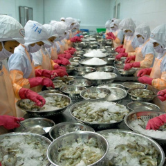 Chuyên gia dự báo cơ hội cho xuất khẩu tôm Việt Nam sẽ xuất hiện trong tháng 8